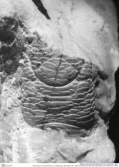 Historisches Foto (Rückseite) von Galatheites zitteli (Moericke, 1889) (NHMW-AFW-GEO-BACHMAYER-FOTO-1990-0041-0683)